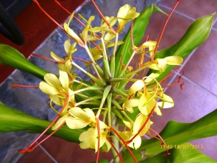 [Foto de planta, jardin, jardineria]