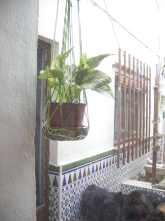 [Foto de planta, jardin, jardineria]