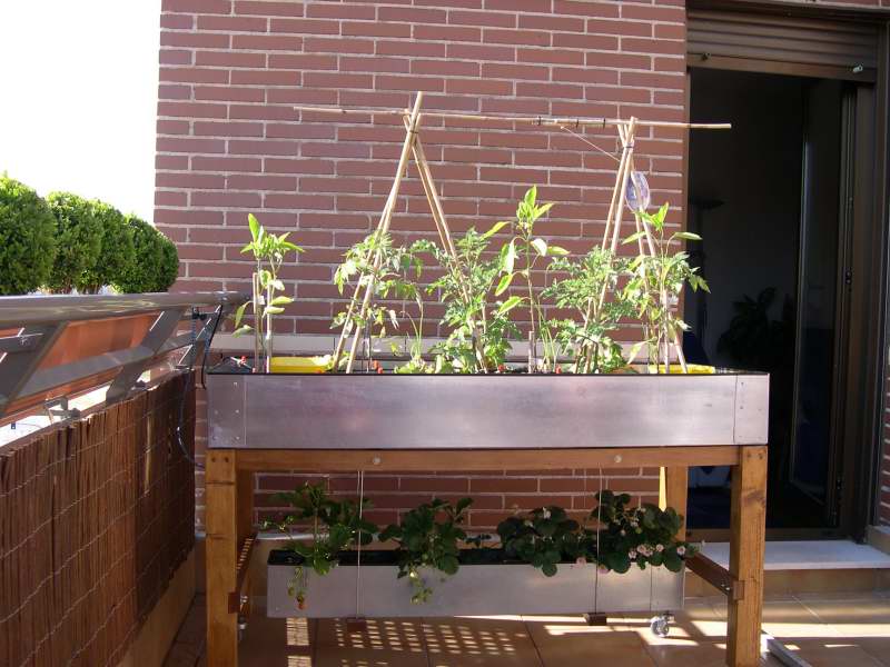 [Foto de planta, jardin, jardineria]