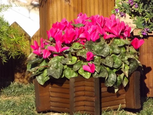 [Foto de planta, jardin, jardineria]