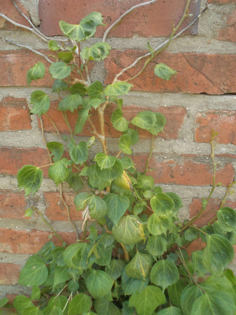 [Foto de planta, jardin, jardineria]