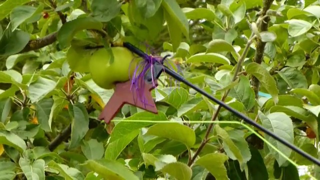 [Foto de planta, jardin, jardineria]