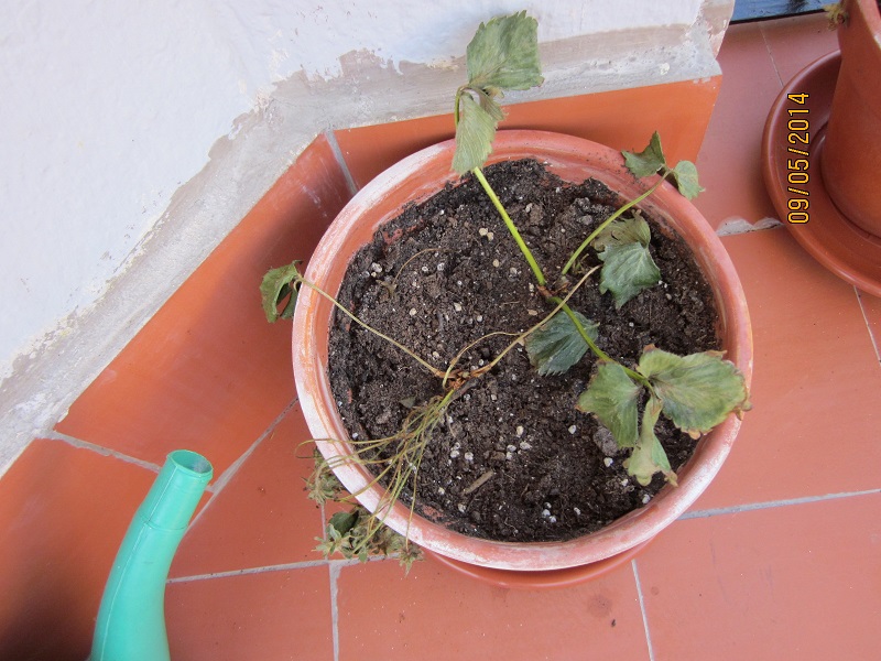 [Foto de planta, jardin, jardineria]