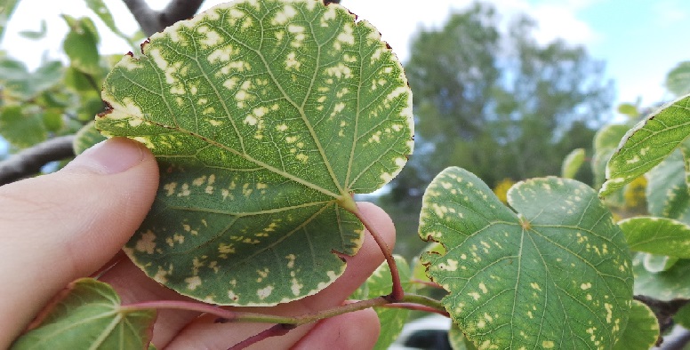 [Foto de planta, jardin, jardineria]