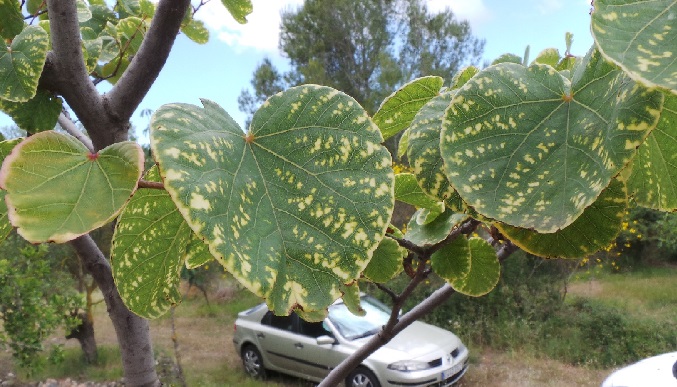 [Foto de planta, jardin, jardineria]