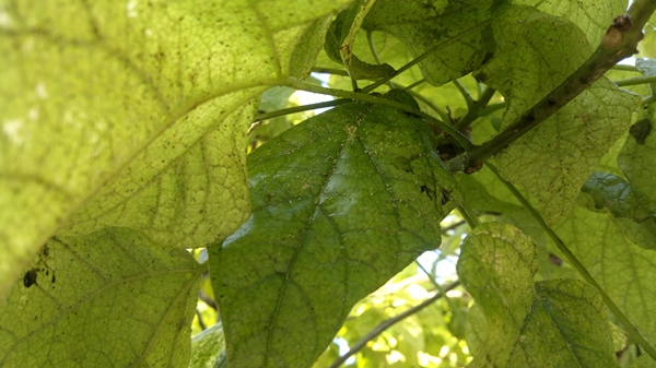 [Foto de planta, jardin, jardineria]