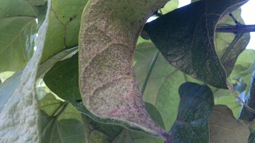 [Foto de planta, jardin, jardineria]