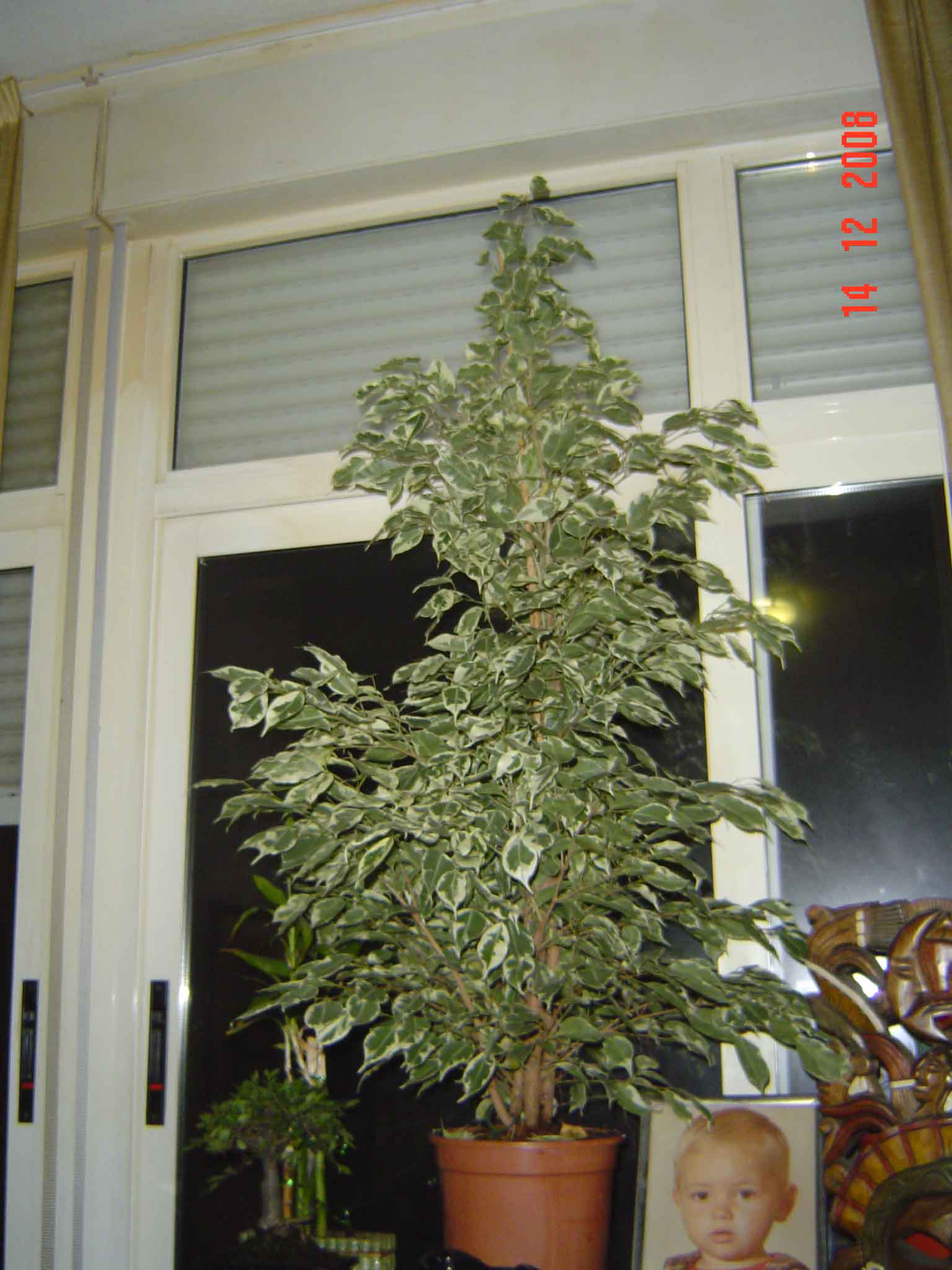 [Foto de planta, jardin, jardineria]