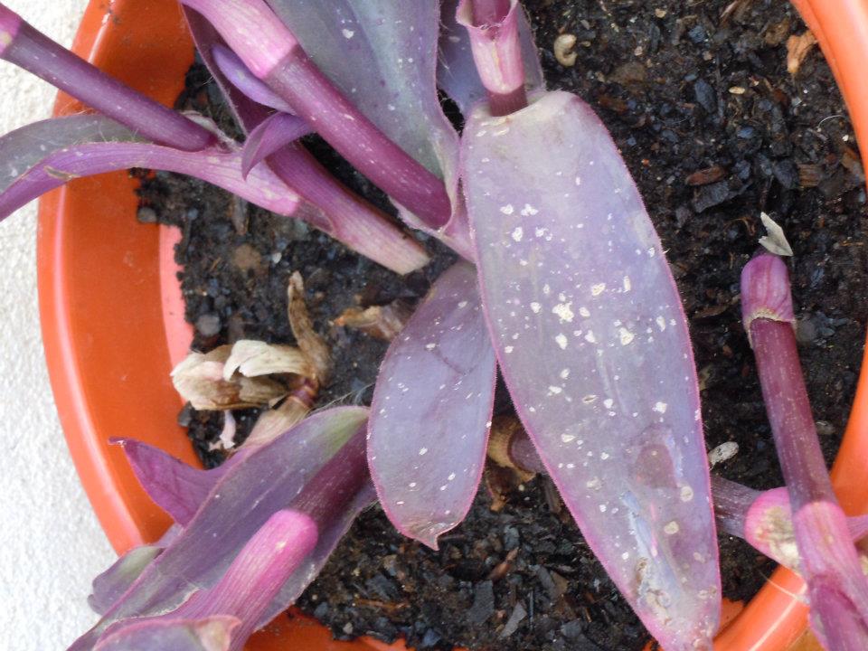 [Foto de planta, jardin, jardineria]