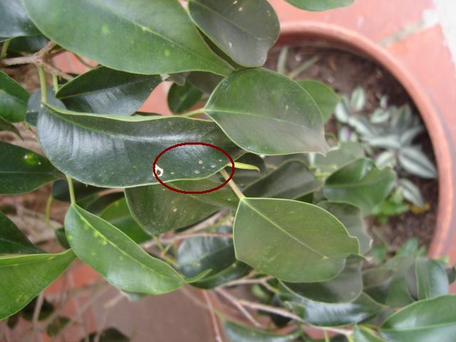 [Foto de planta, jardin, jardineria]