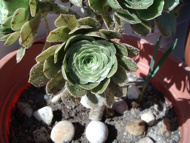 [Foto de planta, jardin, jardineria]