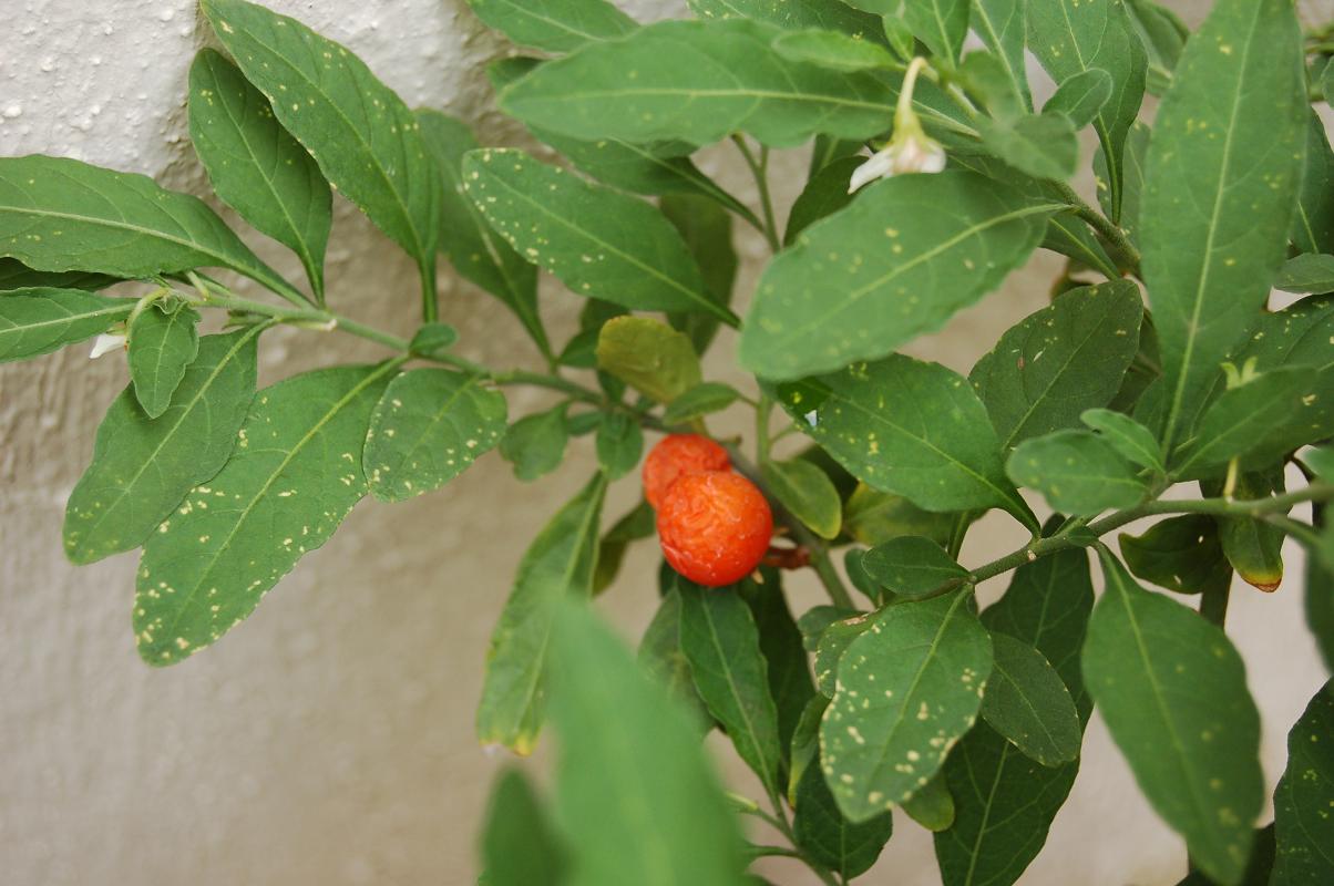 [Foto de planta, jardin, jardineria]