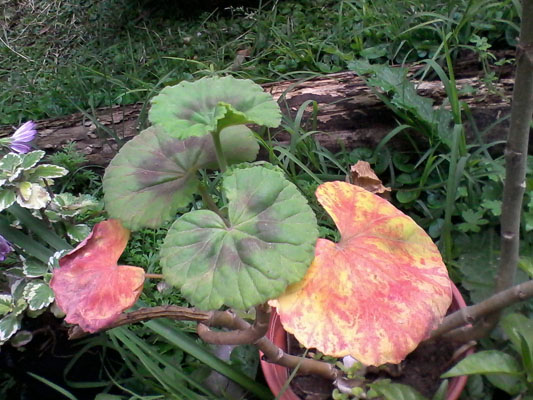 [Foto de planta, jardin, jardineria]