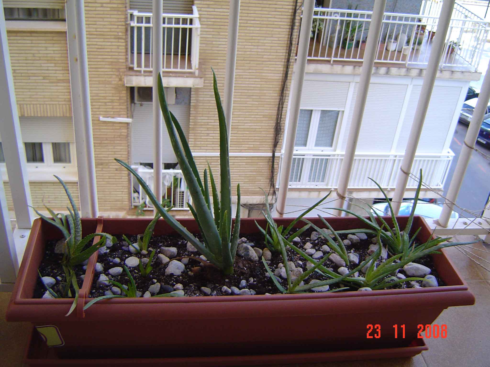 [Foto de planta, jardin, jardineria]