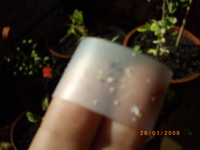 [Foto de planta, jardin, jardineria]