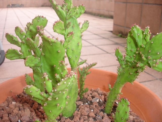 [Foto de planta, jardin, jardineria]