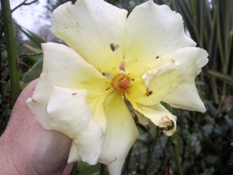 [Foto de planta, jardin, jardineria]