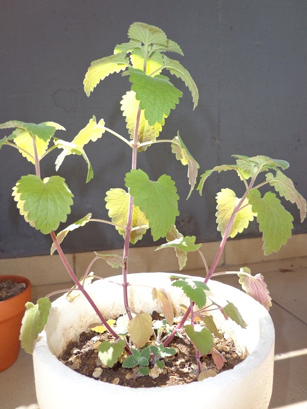 [Foto de planta, jardin, jardineria]