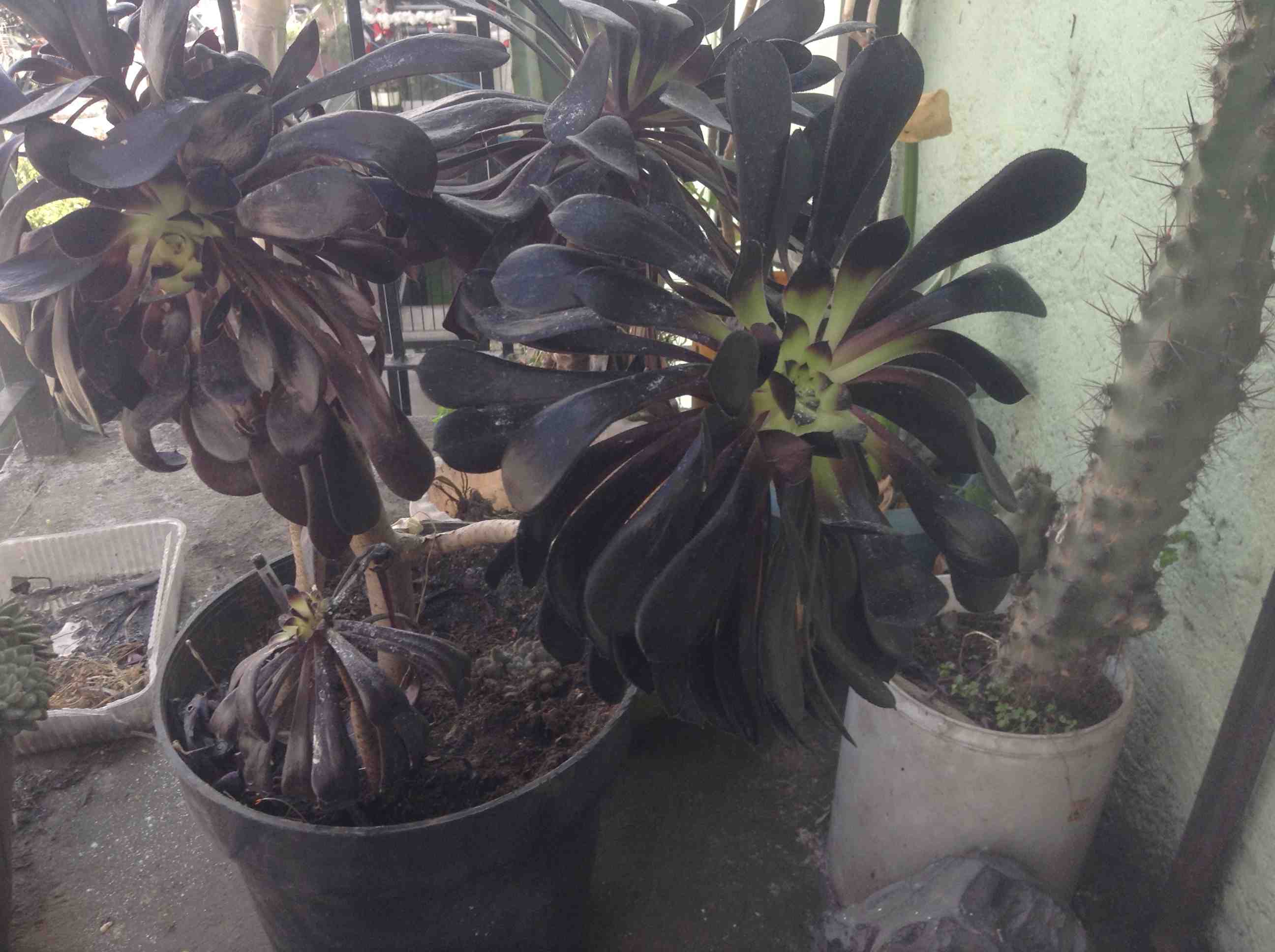 [Foto de planta, jardin, jardineria]