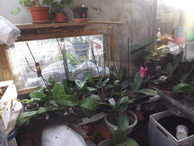 [Foto de planta, jardin, jardineria]