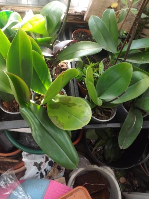 [Foto de planta, jardin, jardineria]