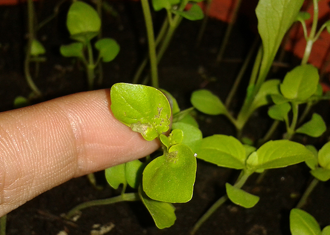 [Foto de planta, jardin, jardineria]