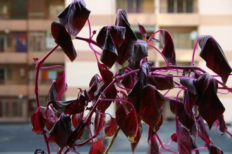 [Foto de planta, jardin, jardineria]