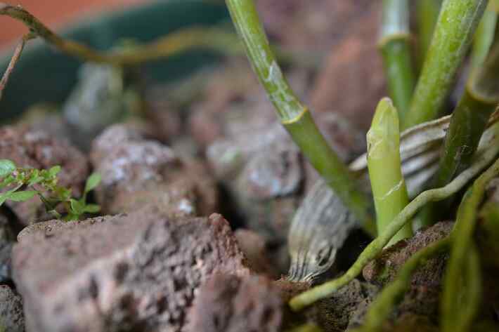 [Foto de planta, jardin, jardineria]