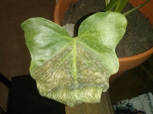 [Foto de planta, jardin, jardineria]