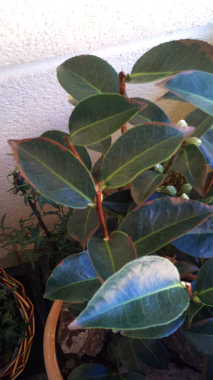 [Foto de planta, jardin, jardineria]