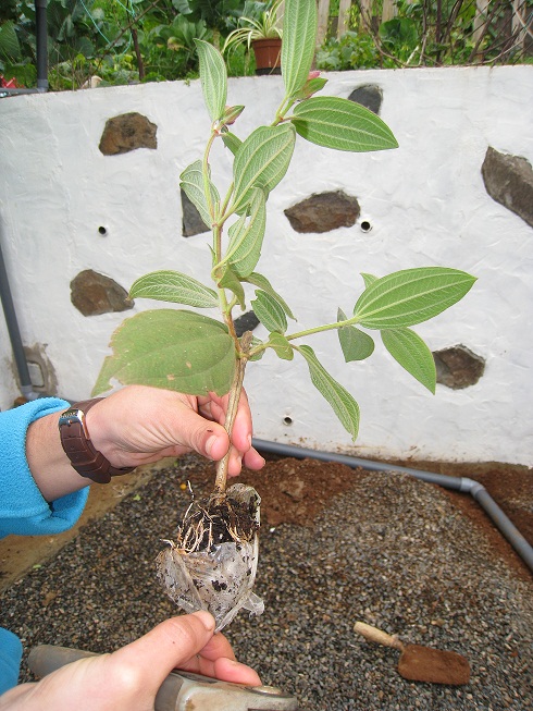 [Foto de planta, jardin, jardineria]