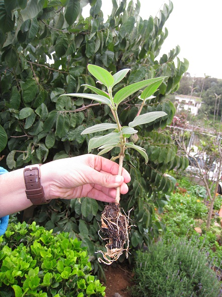 [Foto de planta, jardin, jardineria]