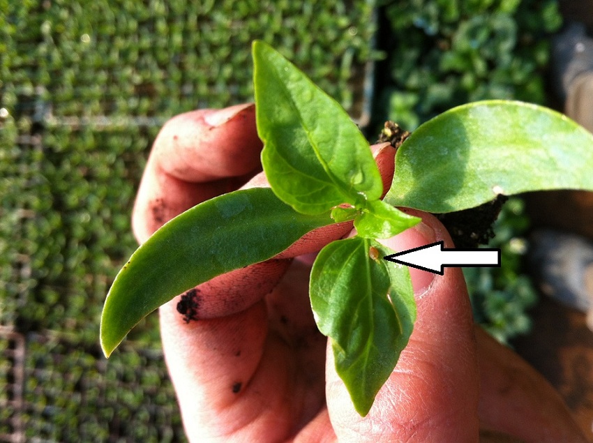 [Foto de planta, jardin, jardineria]
