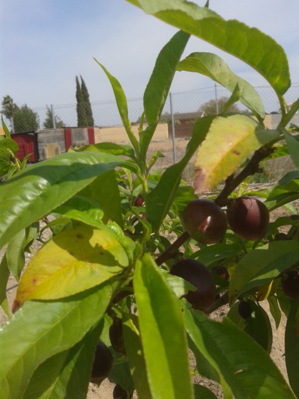 [Foto de planta, jardin, jardineria]