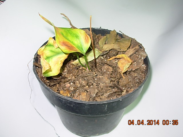 [Foto de planta, jardin, jardineria]