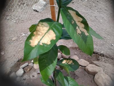 [Foto de planta, jardin, jardineria]