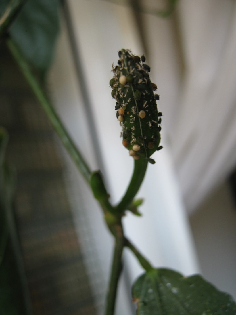 [Foto de planta, jardin, jardineria]