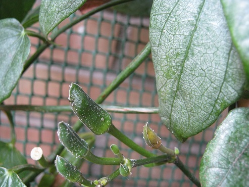 [Foto de planta, jardin, jardineria]