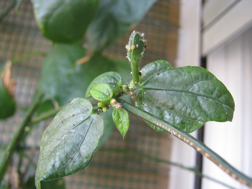 [Foto de planta, jardin, jardineria]