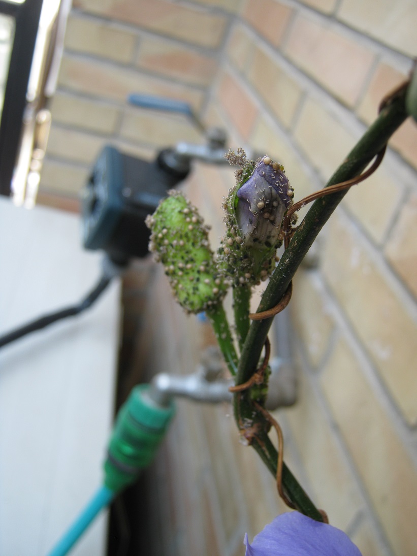 [Foto de planta, jardin, jardineria]