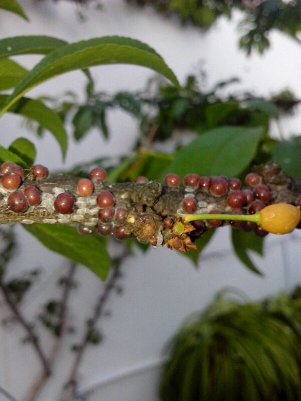 [Foto de planta, jardin, jardineria]