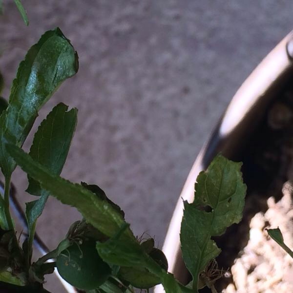 [Foto de planta, jardin, jardineria]