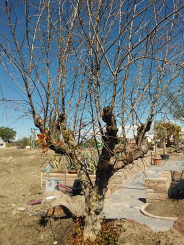 [Foto de planta, jardin, jardineria]