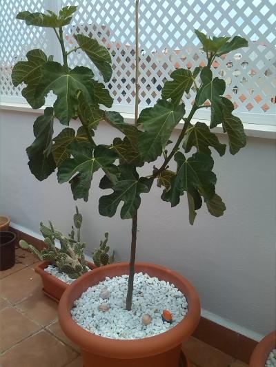 [Foto de planta, jardin, jardineria]