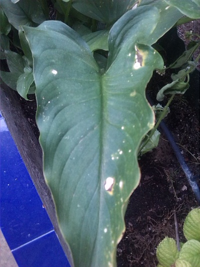 [Foto de planta, jardin, jardineria]