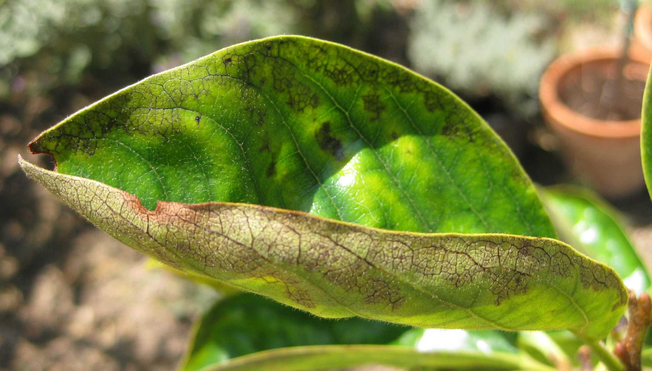 [Foto de planta, jardin, jardineria]