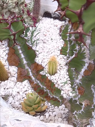 [Foto de planta, jardin, jardineria]
