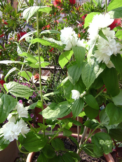 [Foto de planta, jardin, jardineria]