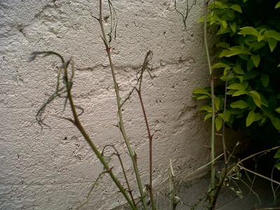 [Foto de planta, jardin, jardineria]