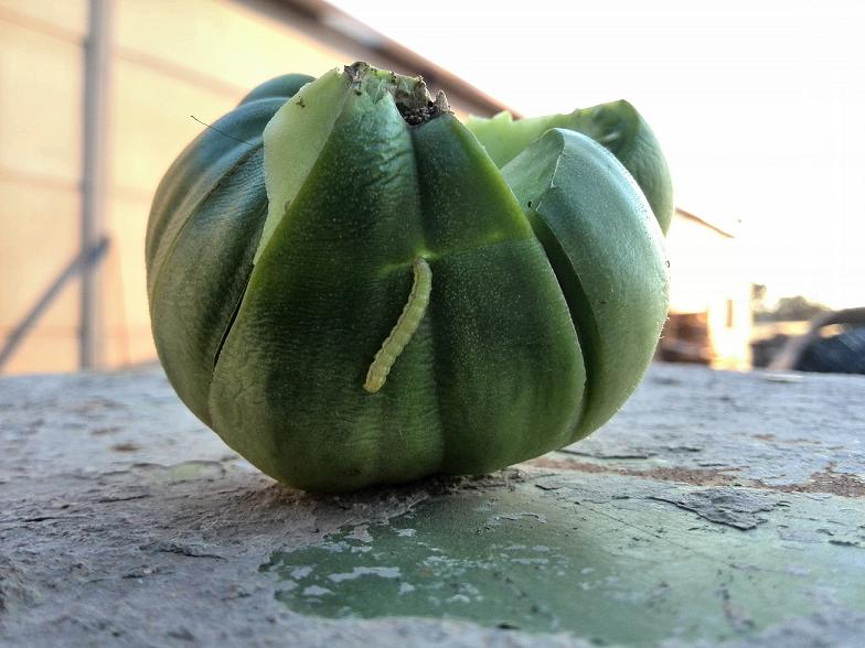 [Foto de planta, jardin, jardineria]